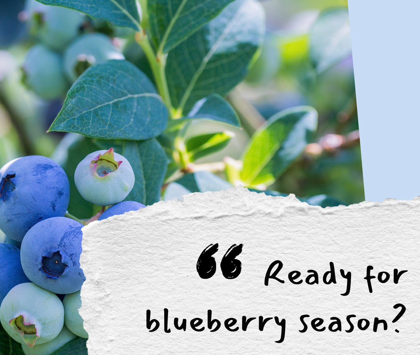 July Blueberry Season